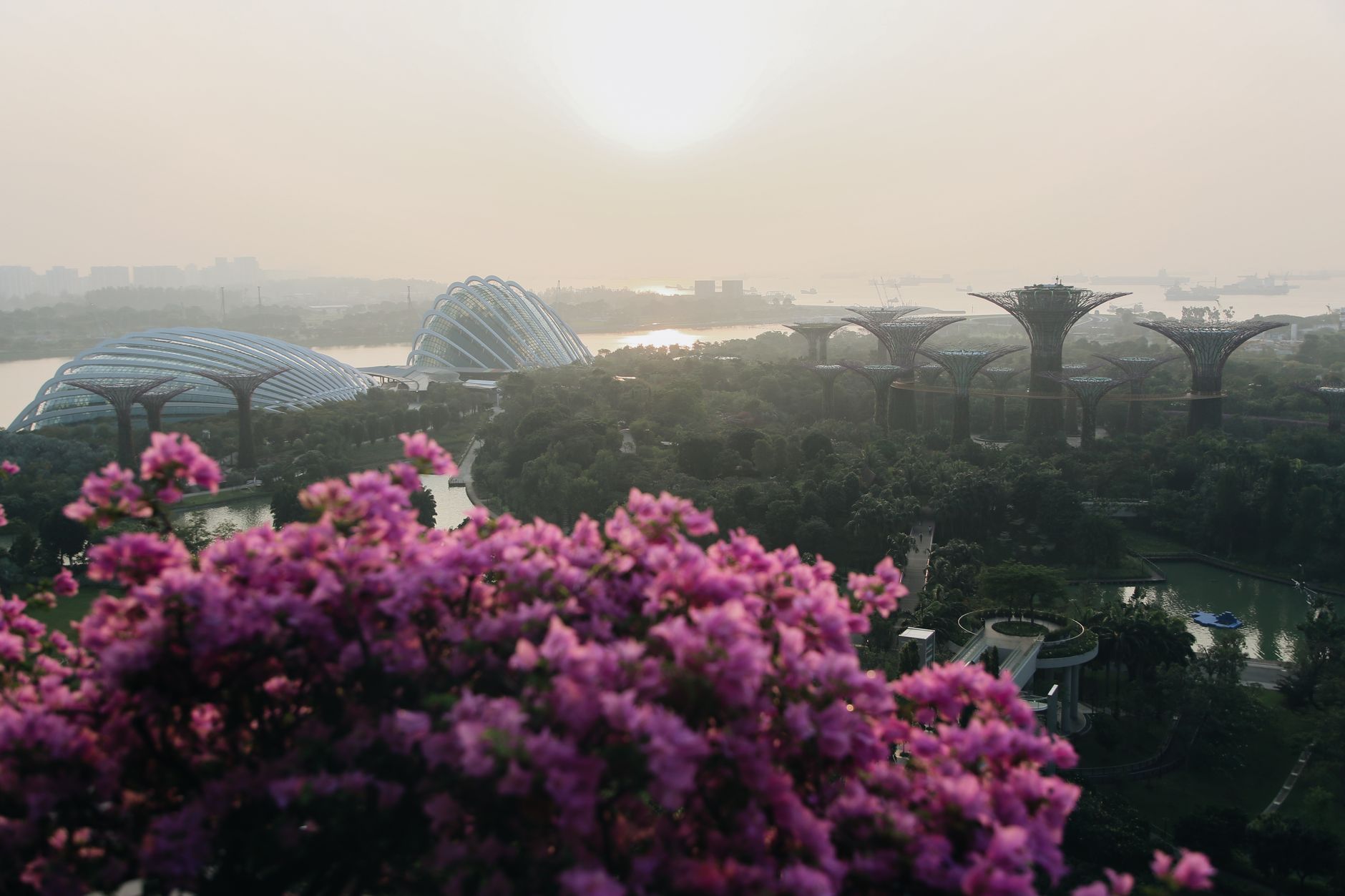 A stunning view of Singapore's iconic Gardens by the Bay with vibrant pink flowers at sunrise.