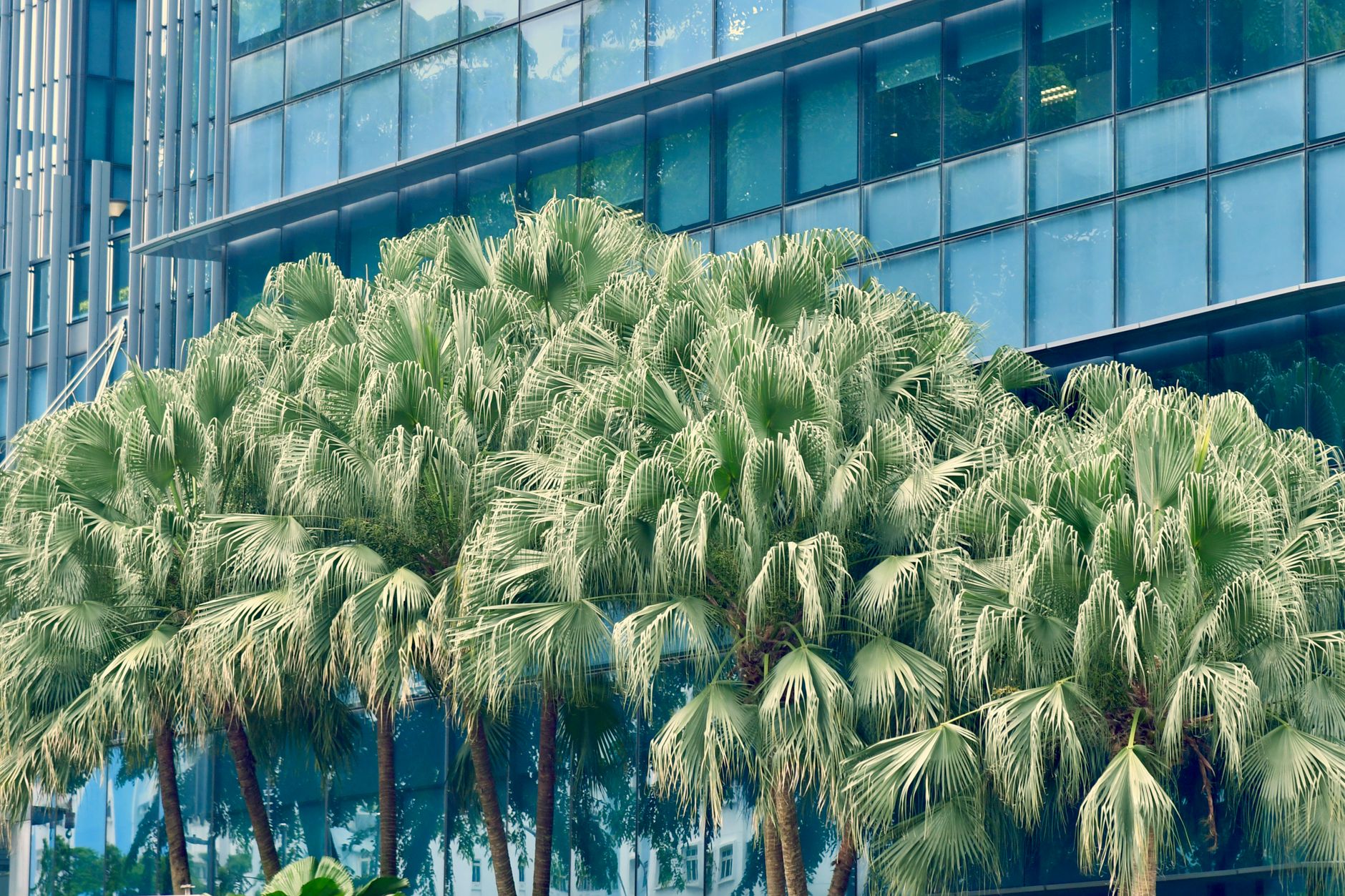 Cognitive Performance in Singapore’s Tropical Heat: Workplace and Study Strategies