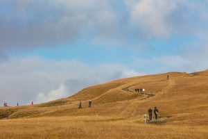 People hiking on a winding trail through golden grass hills under a blue sky.