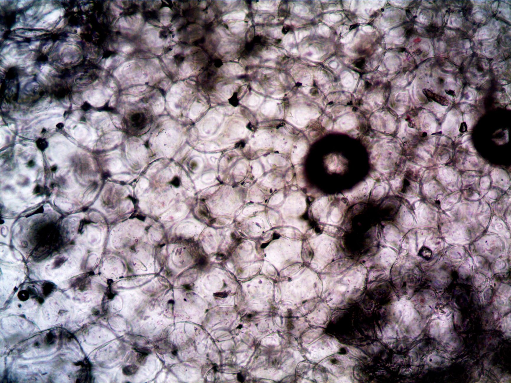 Microscopic image showcasing the intricate structure and texture of plant cells.